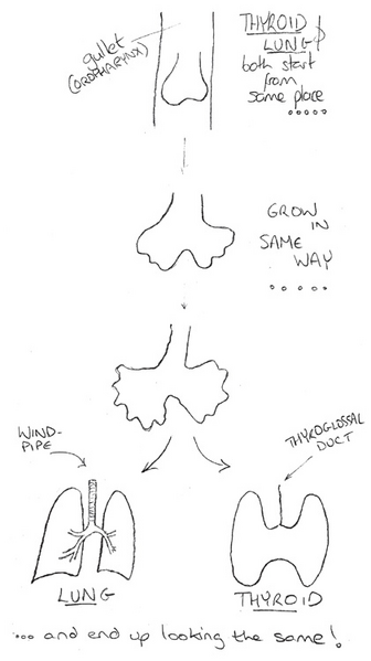 File:Lung-channel.png