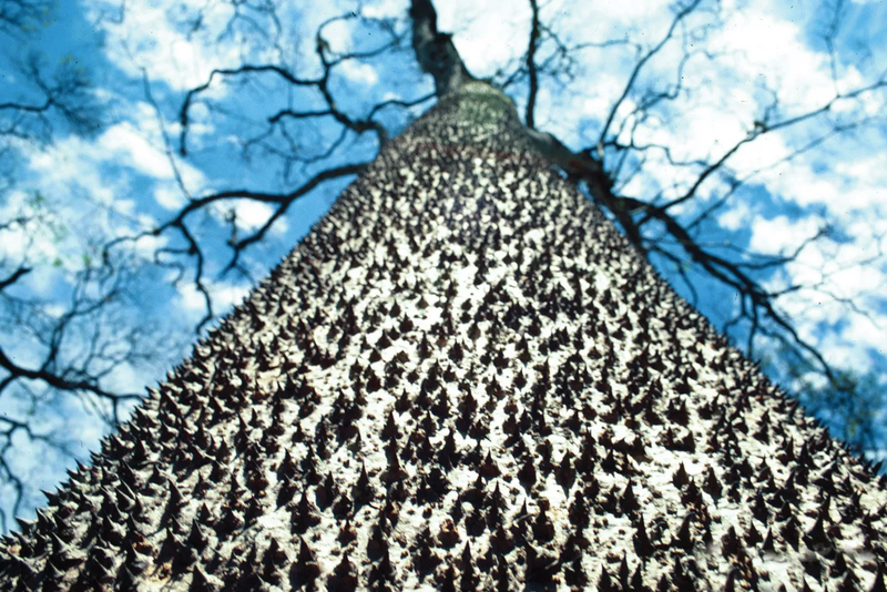 File:Sandbox tree - agony tree.webp