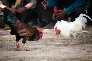 Cockfight.webp